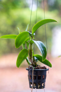 Close-up of potted plant