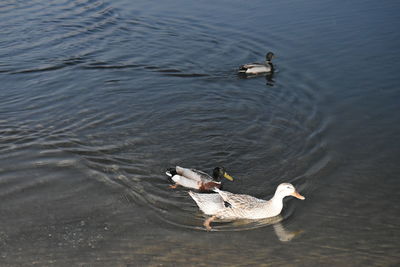 High angle view of seagulls swimming in lake