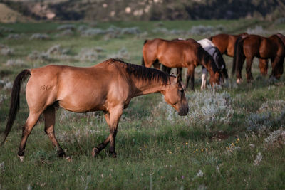 Side view of horse on field