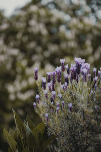 Close-up of purple flowering plant