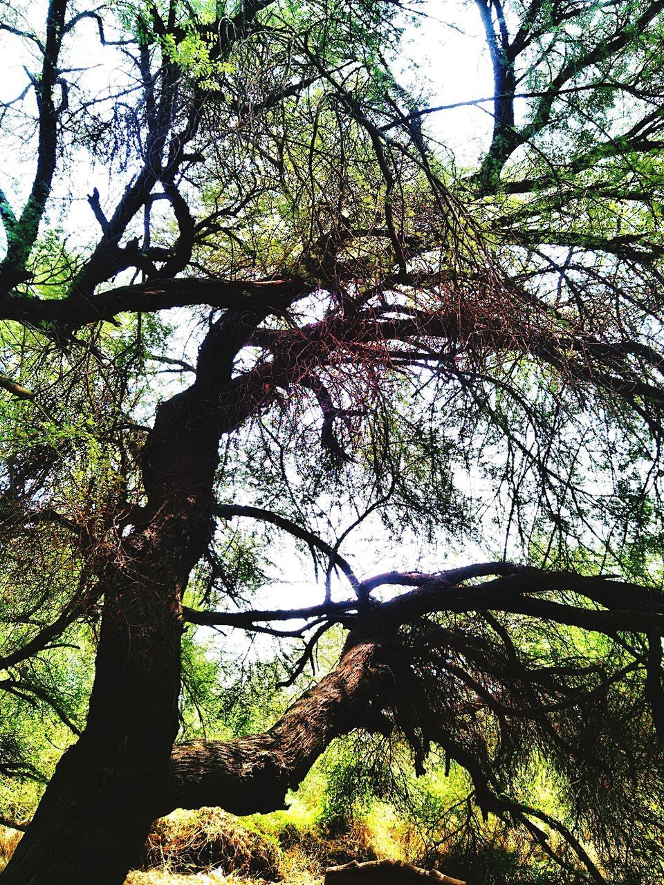 tree, branch, growth, low angle view, tree trunk, tranquility, nature, green color, beauty in nature, tranquil scene, sky, sunlight, scenics, day, forest, outdoors, no people, clear sky, leaf, green