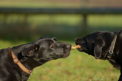 Close-up of dogs playing