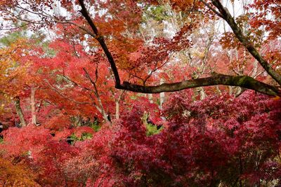 Low angle view of tree in forest