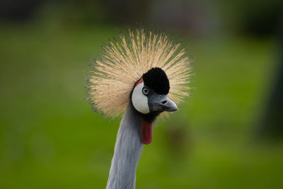 Close-up of a bird