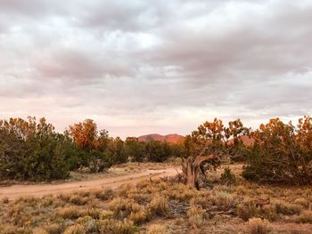 Trees on field against sky during sunset