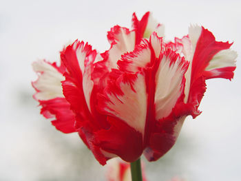 Close-up of red rose against white background