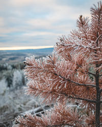 Close-up of snow on plant during winter