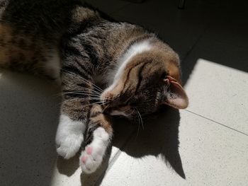 High angle view of cat resting on tiled floor