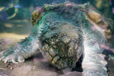 Close-up of turtle in sea