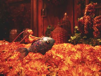 Close-up of lizard on red flower