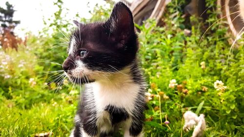 Close-up of cat on grass