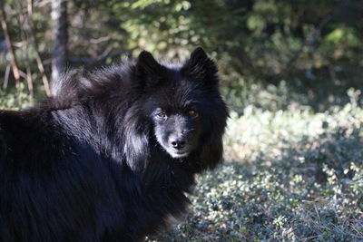 Close-up of swedish lapphund standing on field at forest