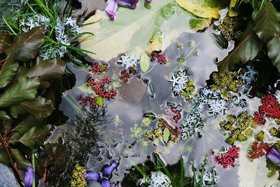 Close-up of plants