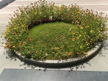 High angle view of plants growing in water