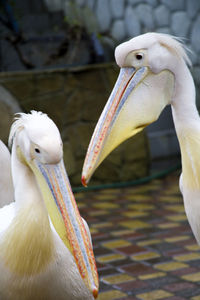 Close-up of pelican