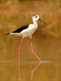 Bird standing in a lake