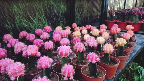 Close-up of pink cactus plants