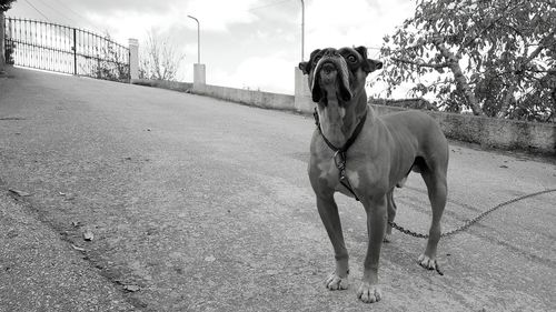 Dog standing on road against sky