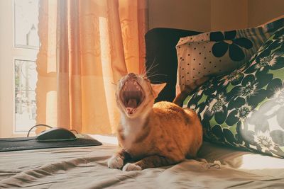Cat relaxing on bed at home