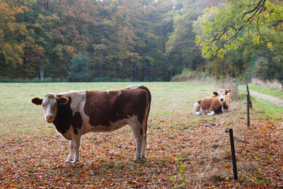 Cows standing in a field