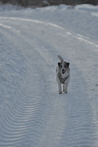 Dog running on snow covered landscape