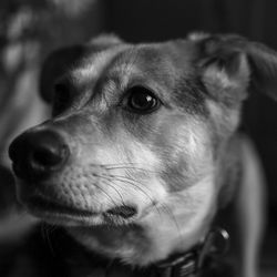 Close-up of dog looking away