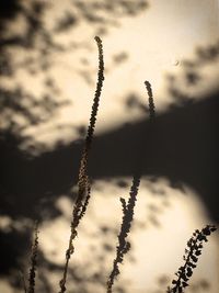 Close-up of plant against sky