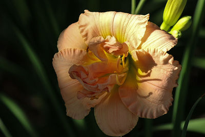 Close-up of flowers