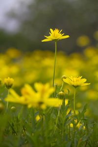 Close-up of yellow flowering plant on field