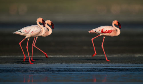 Birds on a lake