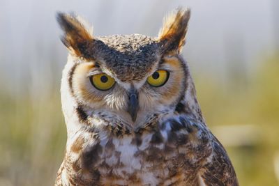 Close-up portrait of owl