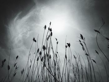 Low angle view of plants against sky