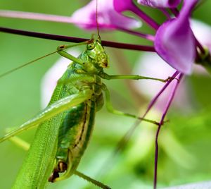 Close-up of insect on flower