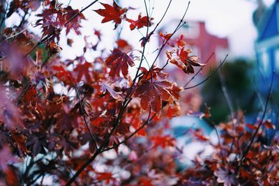 Close-up of fresh red leaves on tree during autumn