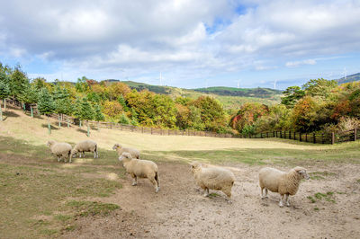 Sheep grazing on grassy hill against sky