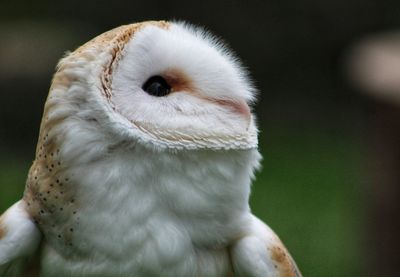 Close-up of owl