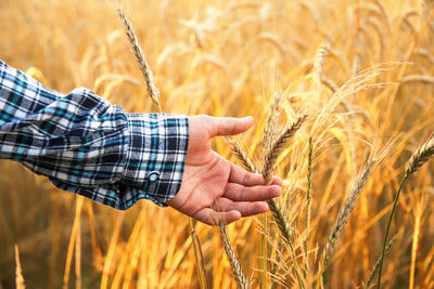 Male hand touching a golden wheat ear in the wheat field, sunset light. ukrainian landscape. 