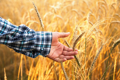 Cropped hand of woman holding wheat field