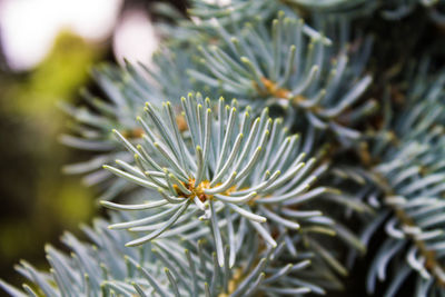 Close-up of flower tree