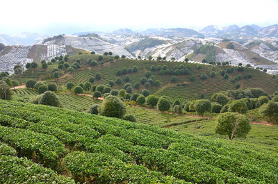 Scenic view of agricultural field against sky