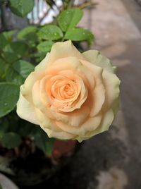 Close-up of rose blooming outdoors