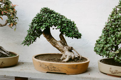 Close-up of potted plant on table against wall