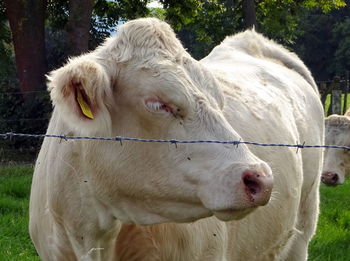 Close-up of cow on field