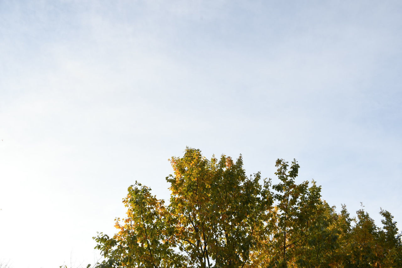 LOW ANGLE VIEW OF PLANT AGAINST SKY