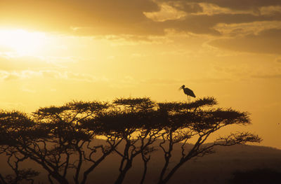 Silhouette bird perching on tree by lake against sky during sunset