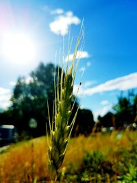 Close-up of plants growing in field