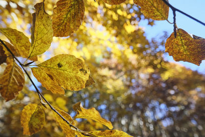 Low angle view of leaf on tree