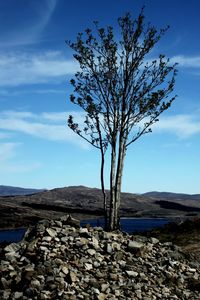 Bare tree on landscape against blue sky