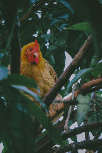 Close-up of chicken perching on tree