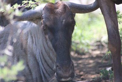 Close-up of water buffalo